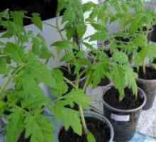 Садење домати садници