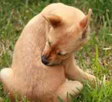 Последиците од каснување од крлеж во куче