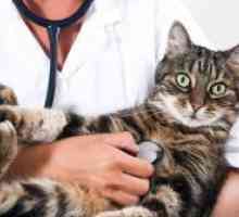 Однесувањето на мачка по стерилизација