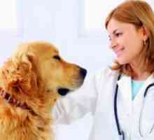 Препарати против крлежи за кучиња