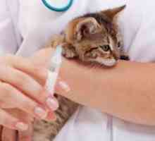 Вакцинација против беснило мачка