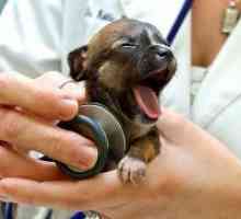 Вакцинација за кученца