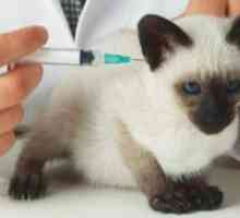 Вакцинација мачиња - распоред