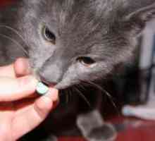 Anthelmintic лекови за мачки