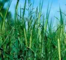 Wheatgrass - Како да се ослободите?