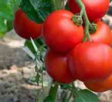 Почетокот на ниско-растечка сорти на домати за отворено поле