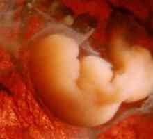 Димензиите на ембрионот за неколку недели - Табела