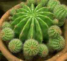 Репродукција кактуси