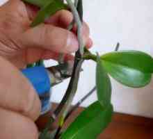 Репродукција на орхидеи дома