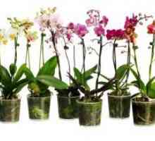 Одгледување орхидеи дома