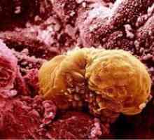 Развојот на ембрионот во денови