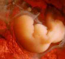 Ембрионот развој недела по недела