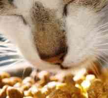 Оценка храна за мачки