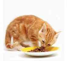 Оценка на сува храна за мачки