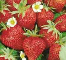 Remontant јагоди - садење и заштита