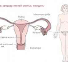 Репродуктивните органи