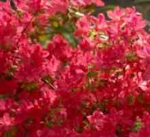 Rhododendrons - ладно отпорни сорти