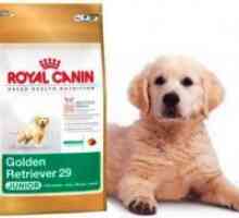 Royal Canin за големи раса кученца