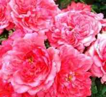 Роза Rosarium yutersen