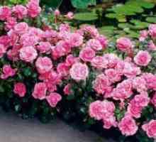 Floribunda рози: садење и заштита