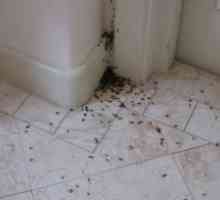 Црвени мравки во станот