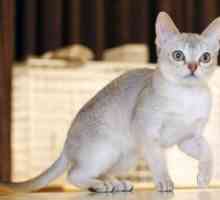 Најмалата мачка во светот