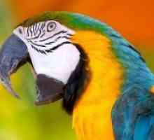 Топ-најубавите папагали