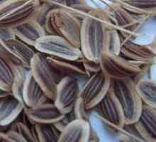 Анасон семиња - лековити својства и контраиндикации