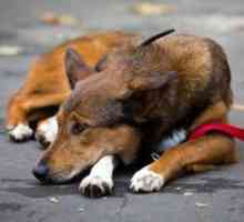 Срцева слабост кај кучињата - Симптоми и лекување