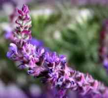 Salvia officinalis - примена
