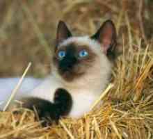 Сијамски мачка раса