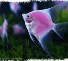 Angelfish - компатибилност со други риби