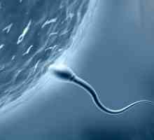 Колку долго треба да сперматозоид да забремените?
