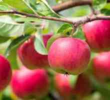 Колку пати во животот на јаболкницата носи плод?