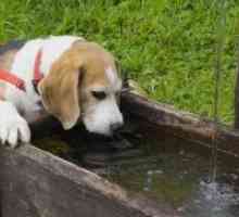 Кучето е за пиење многу вода - причина