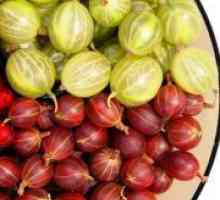 Цариградско грозде сорти кои се отпорни на прашкаст мувла