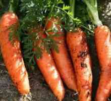 Сорти морков за зима складирање