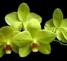 Видови на орхидеи