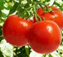 Сорти на домати за отворено поле