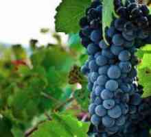 Сорти на грозје за производство на вино