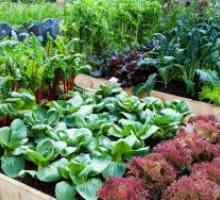 Компатибилност на садење зеленчук