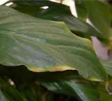 Spathiphyllum - совети сув лист