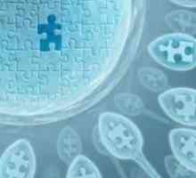 Сперма при планирањето на бременоста