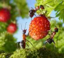 Лек за мравки во градината