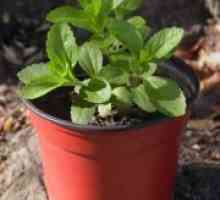 Stevia - расте од семе дома