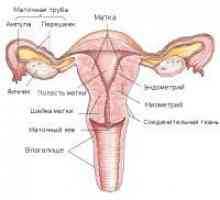 Структурата на грлото на матката