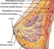 Структурата на дојка