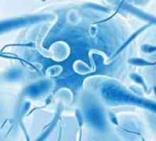 Структурата на ќелијата на сперма