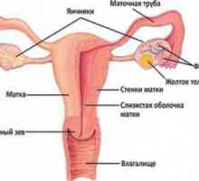 Структурата на женските полови органи