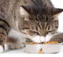 Сува храна за мачки Royal Canin